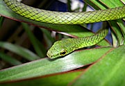 Philothamnus irregularis