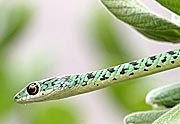 Philothamnus semivariegatus