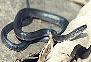 Prosymna meleagris