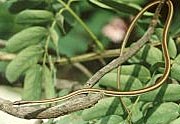 Psammophis elegans