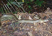 Psammophis phillipsii