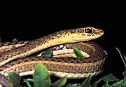 Psammophis sibilians