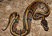Python regius