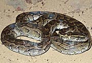 Python sebae