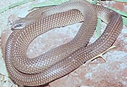 Rhamphiophis oxyrhynchus