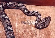 Telescopus variegata