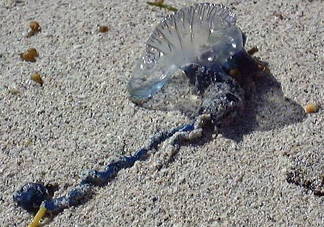 M&eacute;duse violette S&eacute;n&eacute;gal