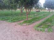 Excellent Verger de 6 hectares (60 000 m2) à vendre