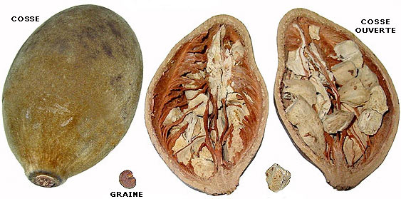 Cosse de baobab, fruit du baobab