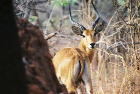Campement du Guépard