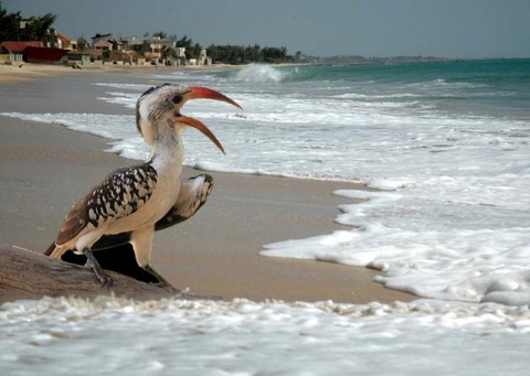 Le Petit Calao d'Abyssinie