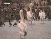 Le parc national aux oiseaux du Djoudj - 10850 vues