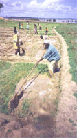 Les hommes cultivent les rizires avec leur Kadiendou